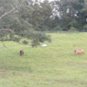 Meet your Posher, Crystal